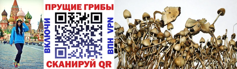даркнет наркотические препараты  Невельск  Псилоцибиновые грибы Psilocybine cubensis 